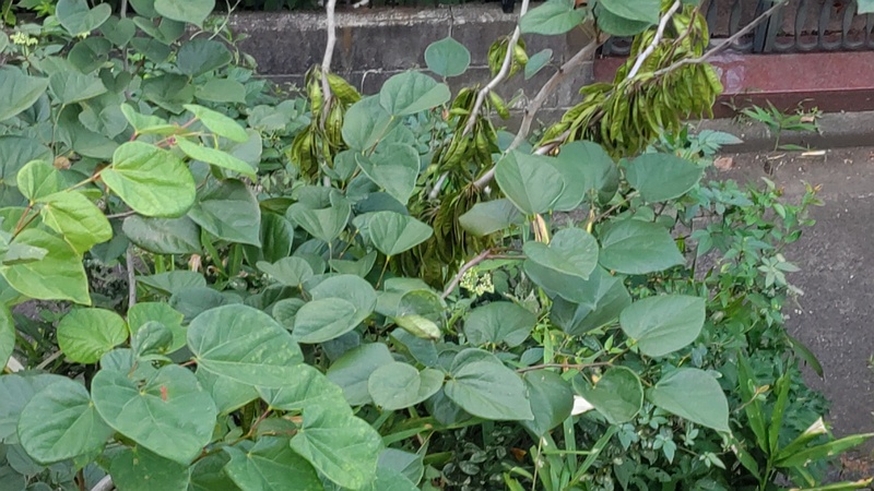 ハナズオウの果実 川崎市幸区