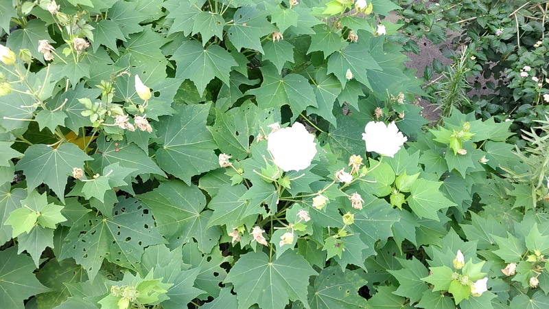 フヨウの花 川崎市幸区