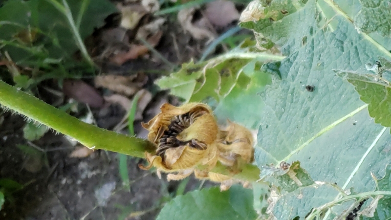 タチアオイの蒴果 川崎市幸区さいわいふるさと公園