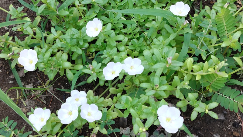 ハナスベリヒユの花 川崎市幸区さいわいふるさと公園