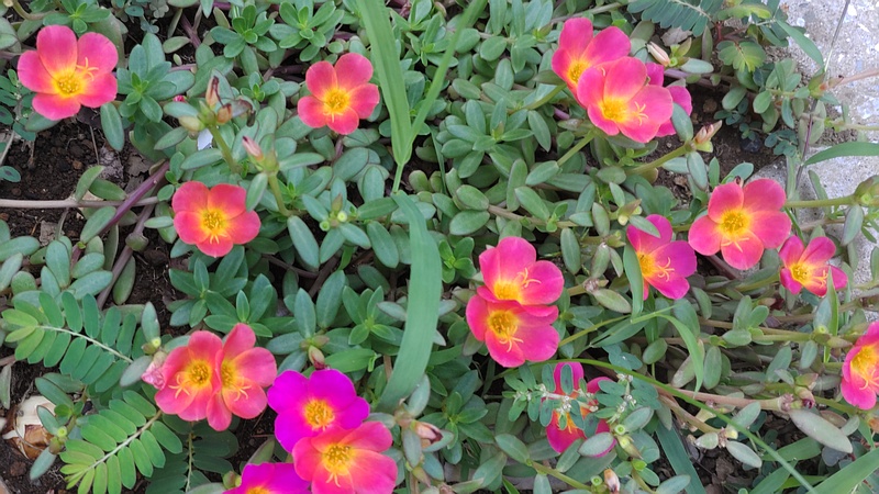 ハナスベリヒユの花 川崎市幸区さいわいふるさと公園