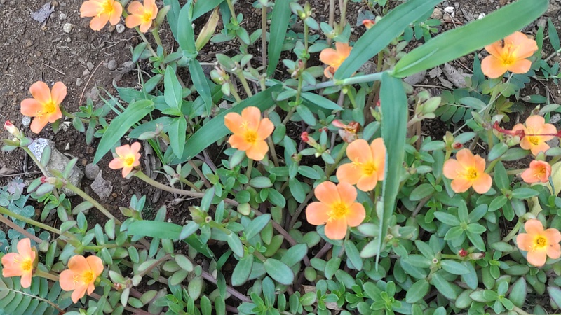 ハナスベリヒユの花 川崎市幸区さいわいふるさと公園