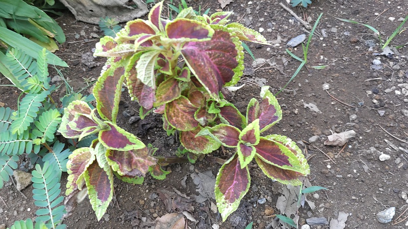 キンランジソ 川崎市幸区さいわいふるさと公園