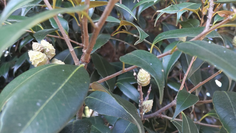 スダジイの果実 横浜市旭区希望が丘ふれあいの森公園