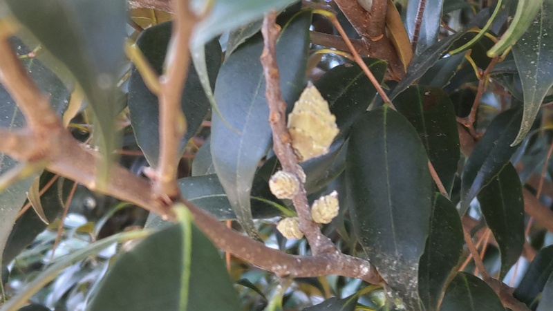 スダジイの果実 横浜市旭区希望が丘ふれあいの森公園