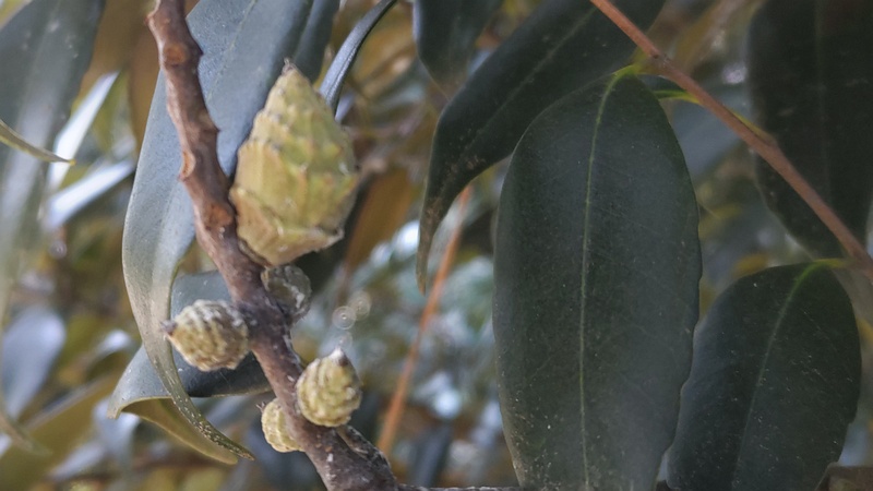 スダジイの果実 横浜市旭区希望が丘ふれあいの森公園