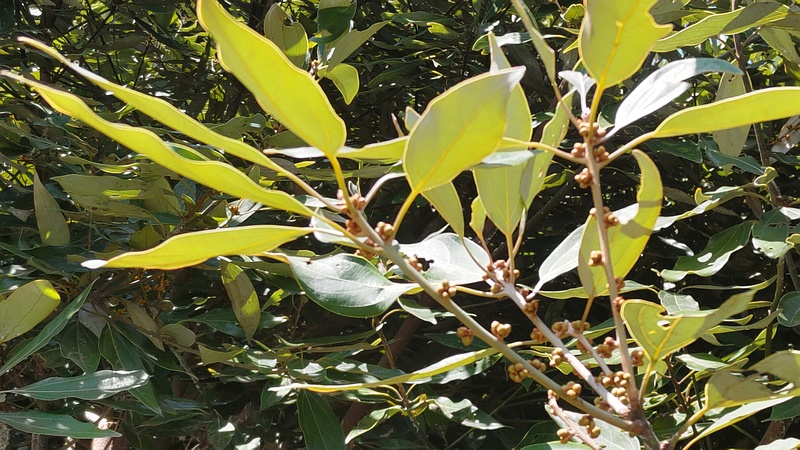 シロダモの蕾 横浜市旭区希望が丘水の森公園