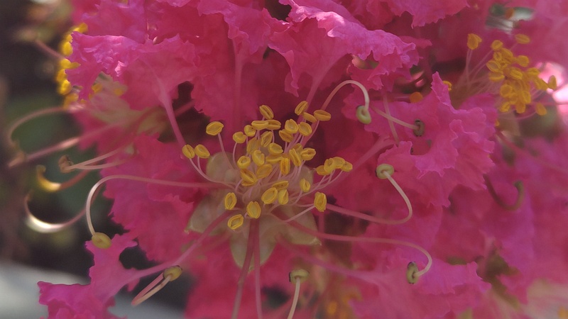 サルスベリの花 横浜市旭区希望が丘水の森公園