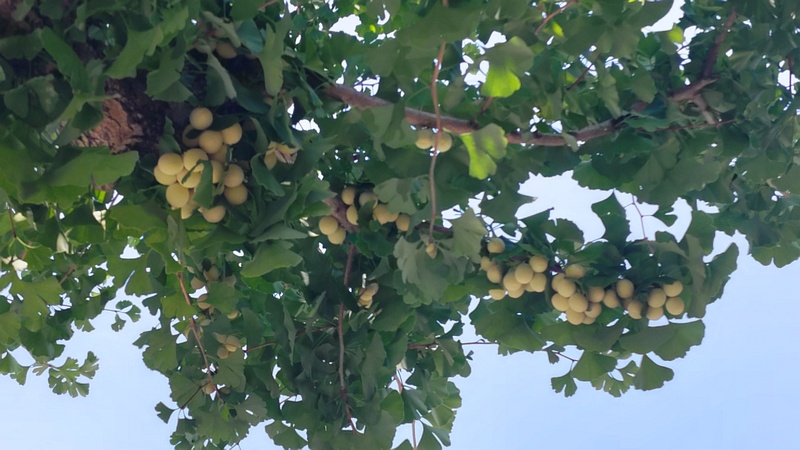 イチョウの果実 横浜市旭区今宿町