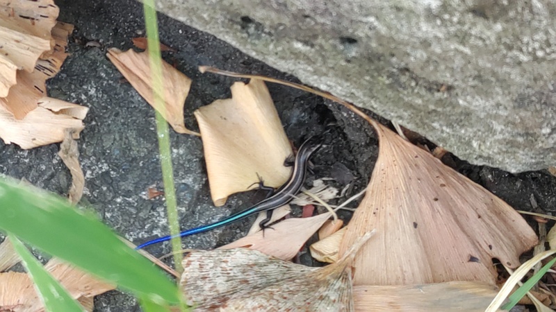 ニホントカゲ 横浜市旭区今宿町