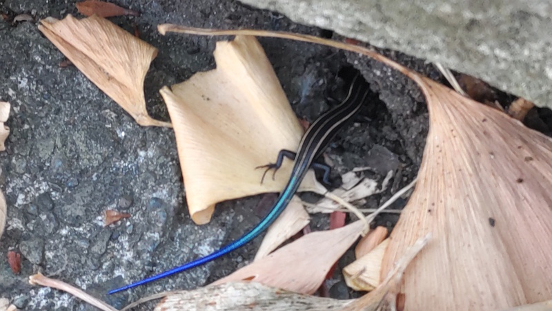 ニホントカゲ 横浜市旭区今宿町