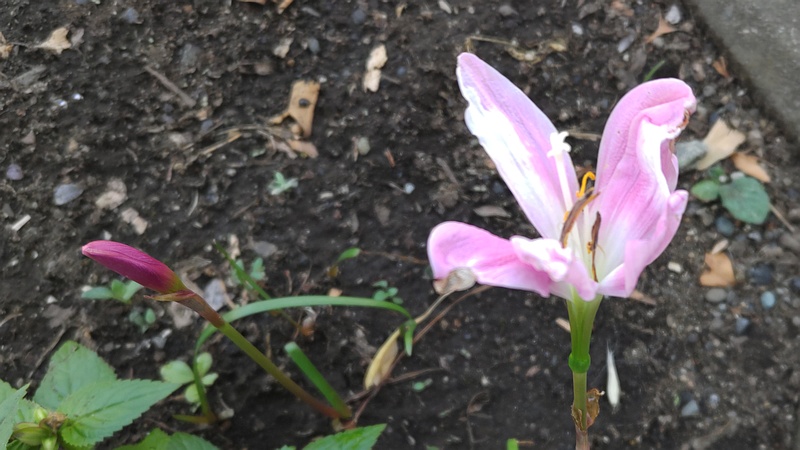 イヌサフランの花 横浜市旭区今宿町