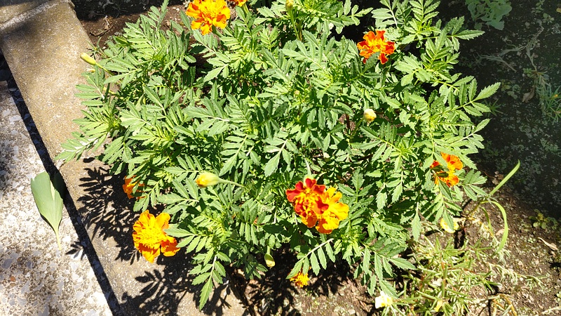 センジュギクの花 横浜市旭区今宿中沢公園