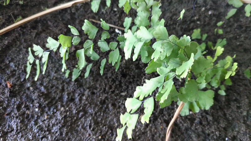ホウライシダ 横浜市旭区今宿中沢公園