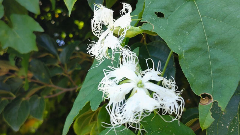 キカラスウリの花 横浜市旭区今宿南町