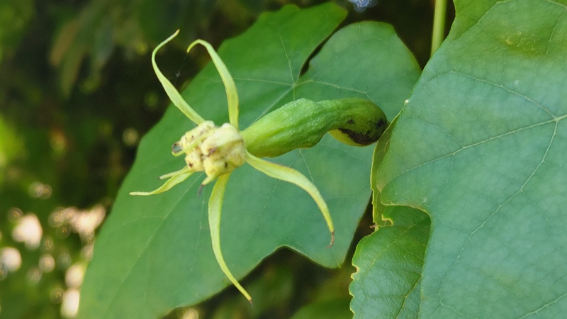 キカラスウリの蕾 横浜市旭区今宿南町
