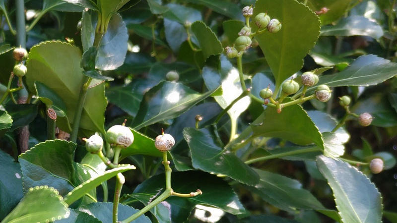 マサキの果実 横浜市旭区今宿南町