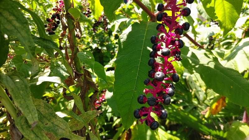 ヨウシュヤマゴボウの果実 横浜市旭区今宿南町
