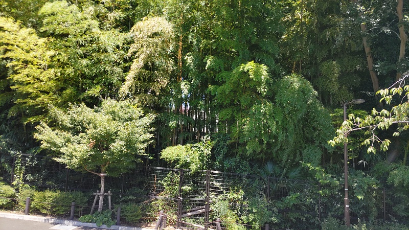 帷子川緑道 横浜市旭区今宿南町帷子川緑道