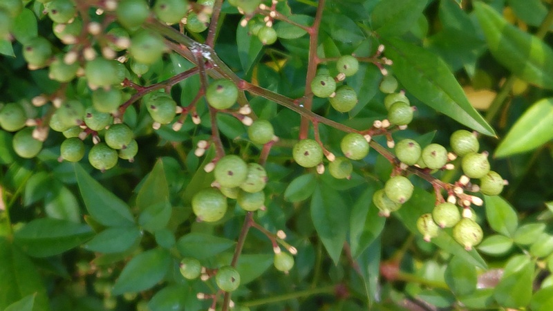 ナンテンの若い果実 横浜市旭区今宿南町