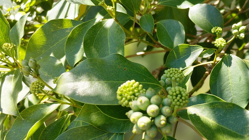 カクレミノの蕾と果実 横浜市旭区鶴ヶ峰