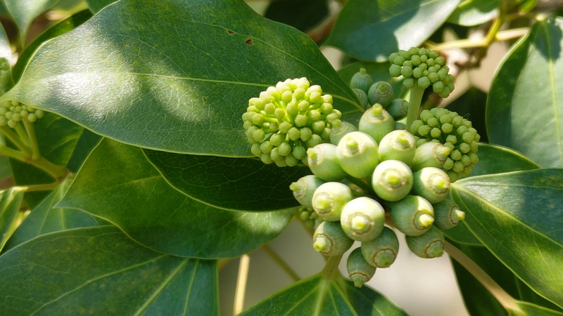 カクレミノの蕾と果実 横浜市旭区鶴ヶ峰