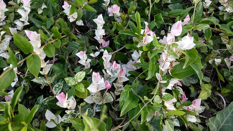 ハツユキカズラ 川崎市幸区