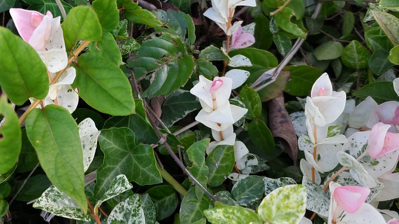 ハツユキカズラ 川崎市幸区