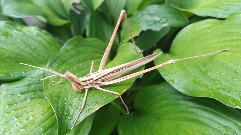 オオバギボウシのショウリョウバッタ♀ 横浜市旭区中希望が丘