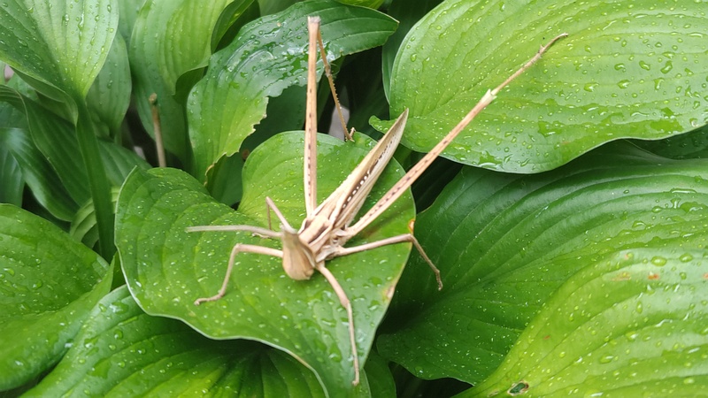 オオバギボウシのショウリョウバッタ♀ 横浜市旭区中希望が丘