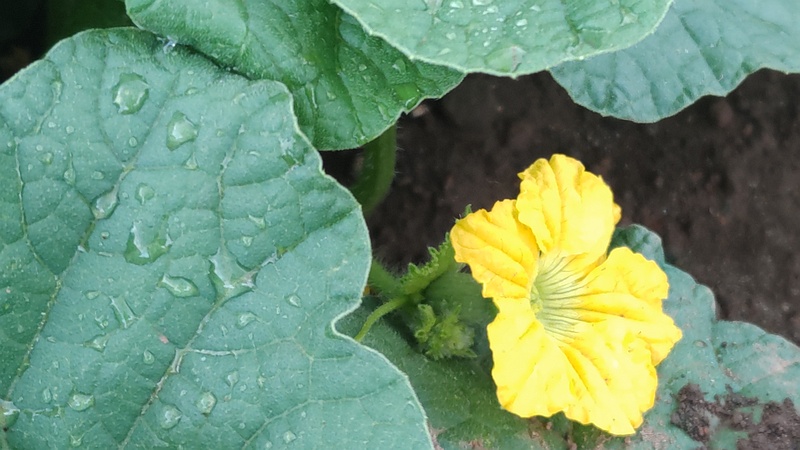 メロンの花 川崎市幸区さいわいふるさと公園
