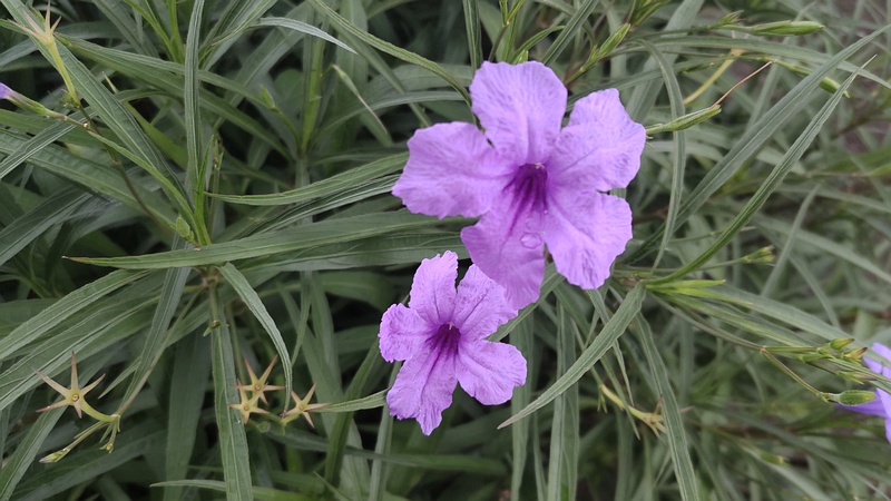 ヤナギバルイラソウの花 川崎市幸区さいわいふるさと公園
