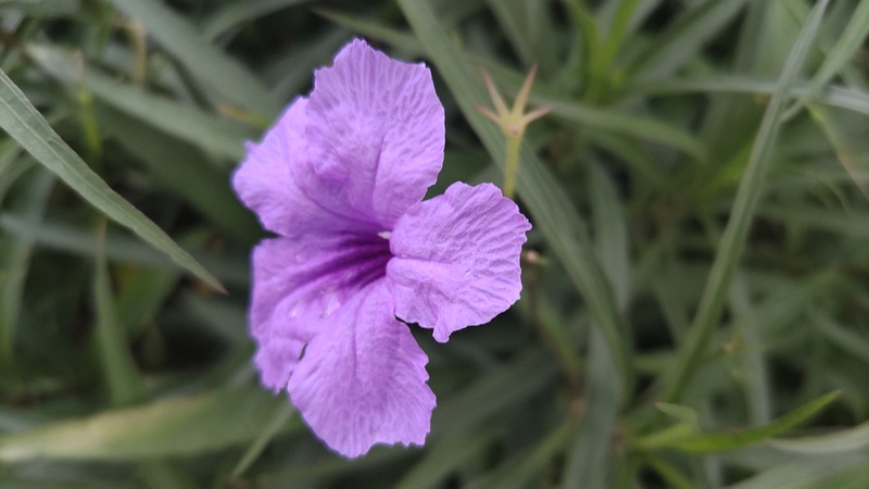 ヤナギバルイラソウの花 川崎市幸区さいわいふるさと公園
