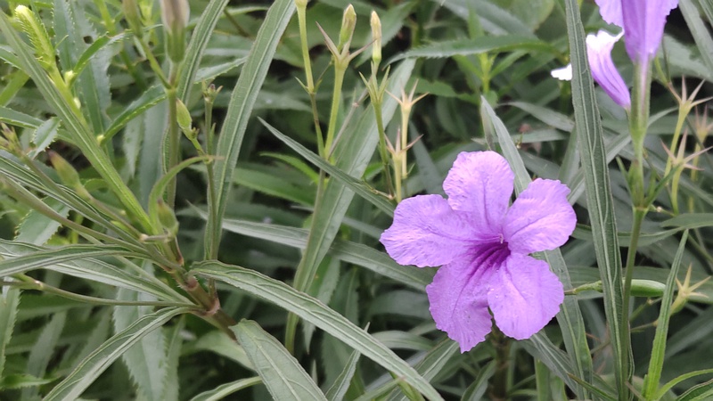 ヤナギバルイラソウの花 川崎市幸区さいわいふるさと公園
