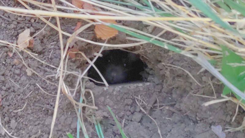 ドブネズミ？ 川崎市幸区さいわいふるさと公園