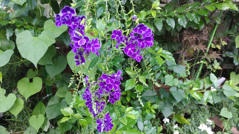 タイワンレンギョウの花 横浜市旭区中希望が丘