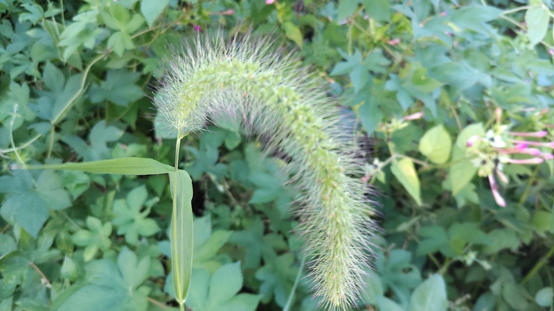 アキノエノコログサ 横浜市旭区南希望が丘