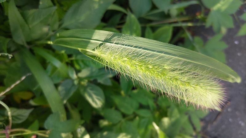 アキノエノコログサ 横浜市旭区南希望が丘