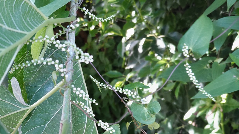 ヤマノイモの雄花 横浜市旭区中希望が丘