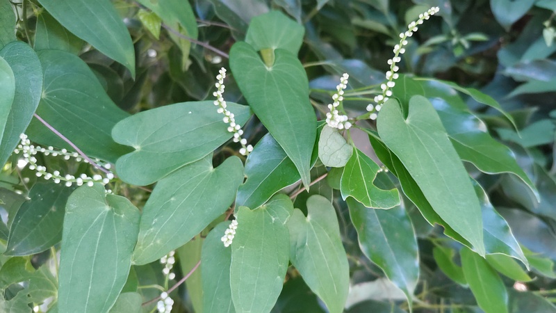 ヤマノイモの雄花 横浜市旭区中希望が丘