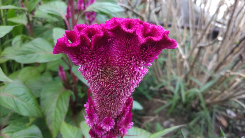 ケイトウの花 横浜市旭区希望が丘水の森公園