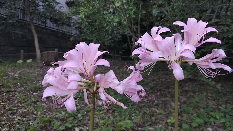 ナツズイセンの花 横浜市旭区希望が丘水の森公園
