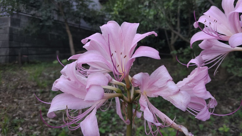 ナツズイセンの花 横浜市旭区希望が丘水の森公園