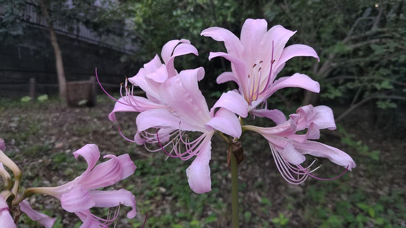ナツズイセンの花 横浜市旭区希望が丘水の森公園