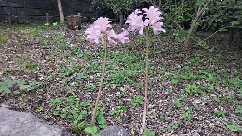 ナツズイセンの花 横浜市旭区希望が丘水の森公園