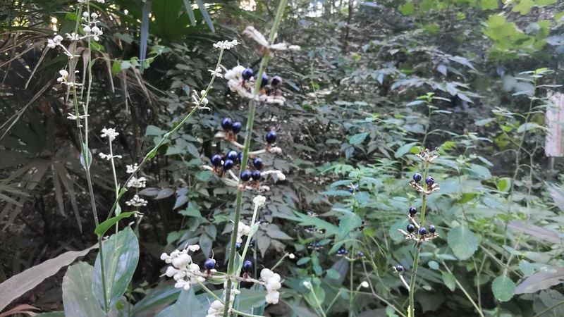 ヤブミョウガの果実 横浜市旭区希望が丘水の森公園
