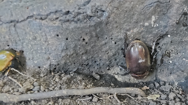 カブトムシの雌 横浜市旭区希望が丘水の森公園