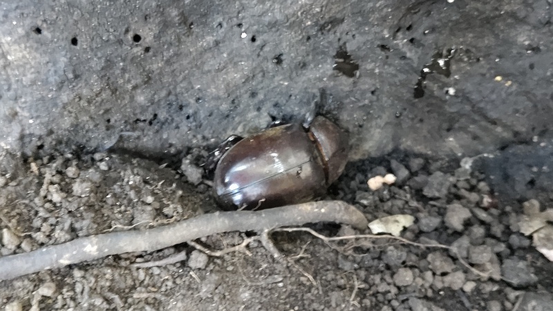 カブトムシの雌 横浜市旭区希望が丘水の森公園