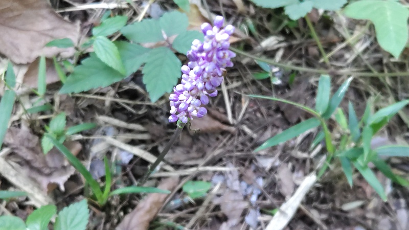 ヤブランの花 横浜市旭区希望が丘ふれあいの森公園