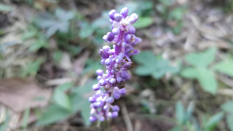 ヤブランの花 横浜市旭区希望が丘ふれあいの森公園